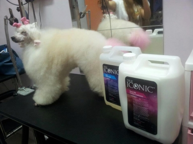 True Iconic Show Silk Conditioner Gallon